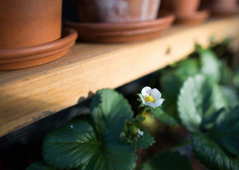 Arrosage intelligent : mieux comprendre les besoins de vos plantes