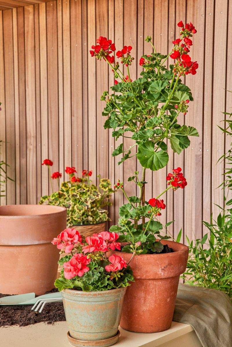 Éclat Vert Jardinage 15