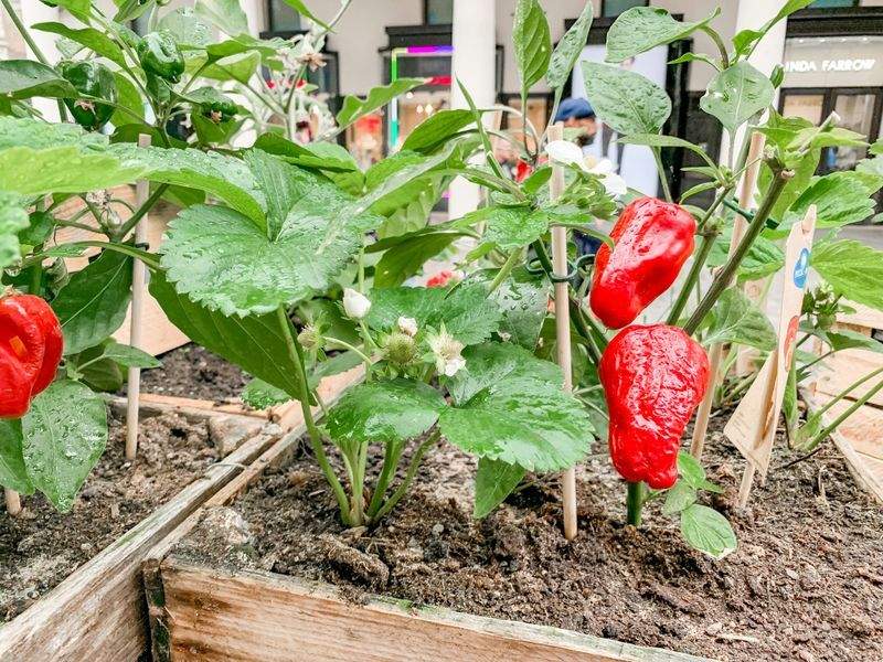Éclat Vert Jardinage 2